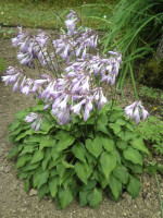 /album/fotogalerie-nabidka/hosta-purple-dwarf-jpg1/
